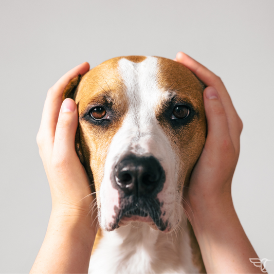 How to Help Dogs with Noise Aversion Anxiety