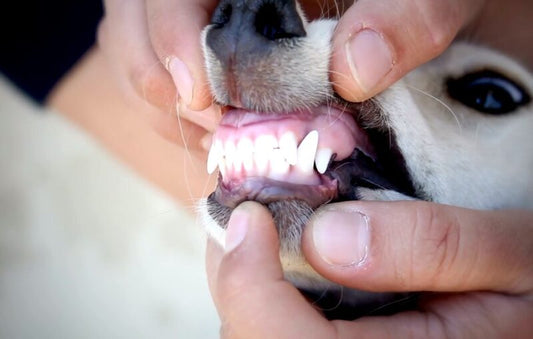 A Guide to Pet Dental Care
