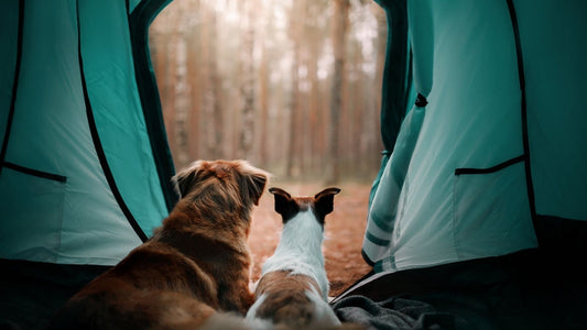 Camping with Dogs: Essential Camping Gear for Your Canine Companion