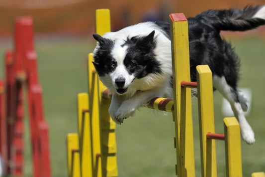A Guide to Dog Agility Training: 5 Steps to Success