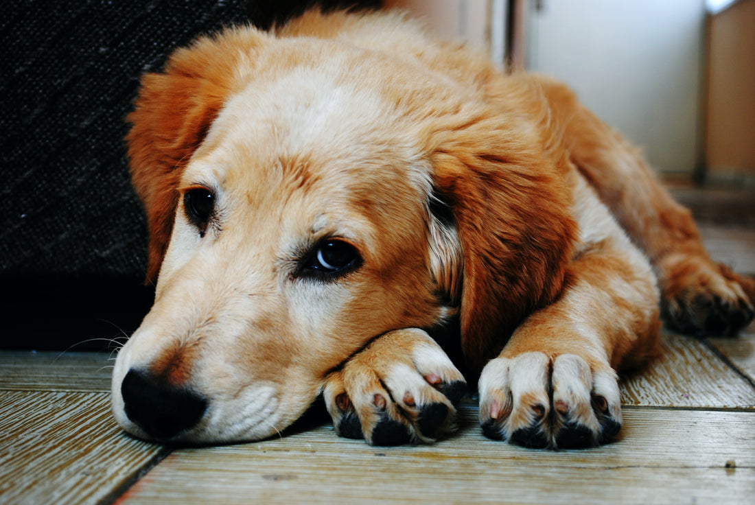6 Supplements for Dogs with Arthritis