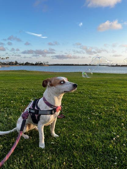 Personalized No Pull Dog Harness