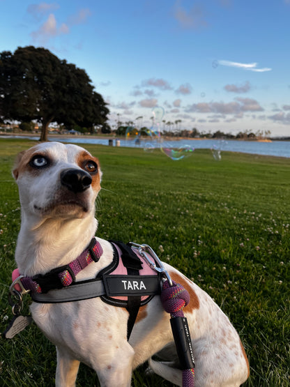 Personalized No Pull Dog Harness