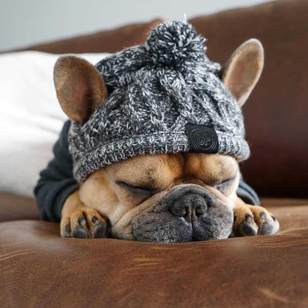 Dog Beanie Hat - karuna