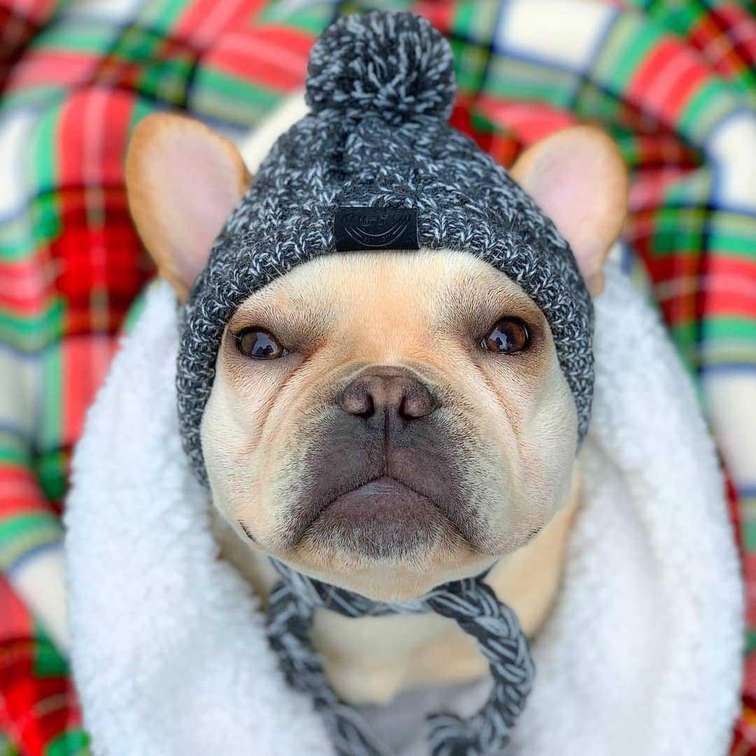 Dog Beanie Hat - karuna