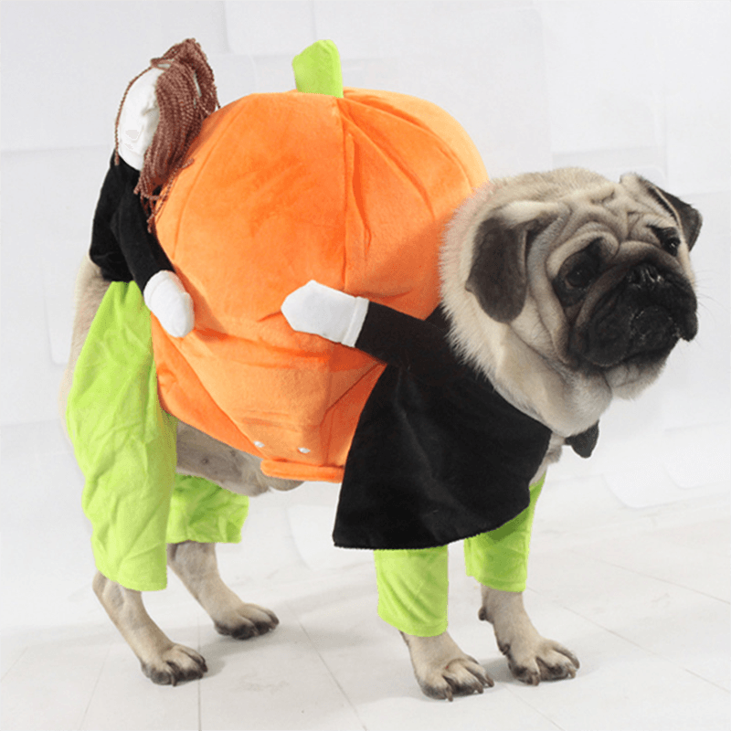 Dog Pumpkin Outfit - karuna