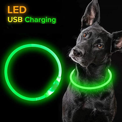 Glowing Dog Collar - karuna