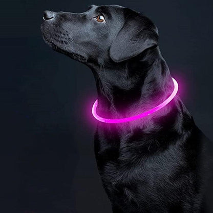 Glowing Dog Collar - karuna