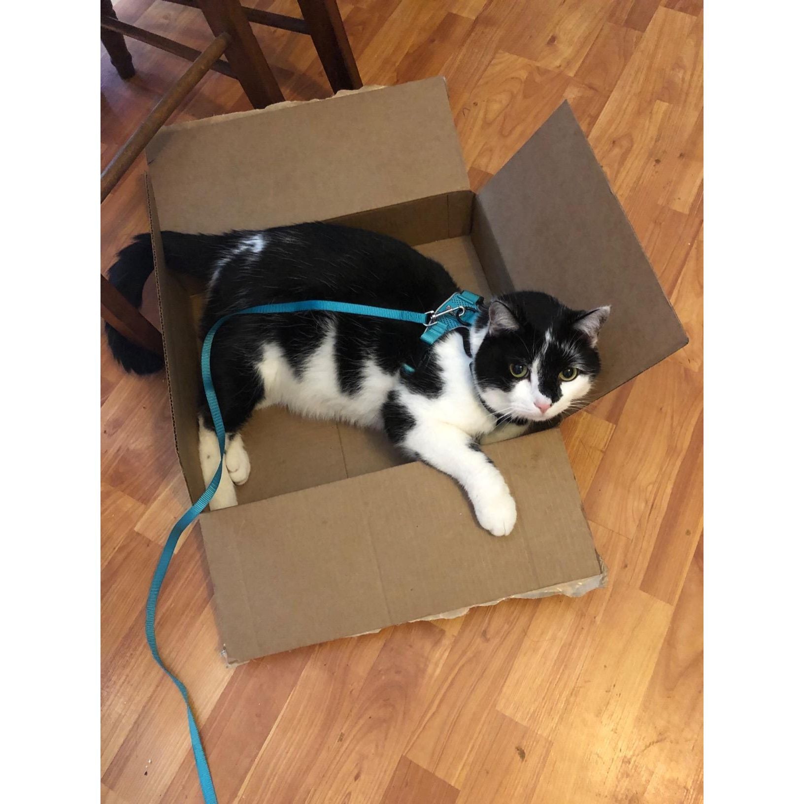 Best Cat Harness and Leash - karuna