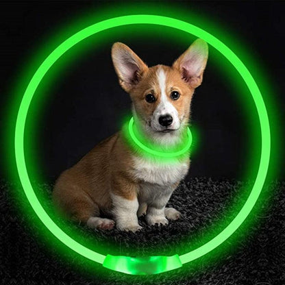 Glowing Dog Collar - karuna