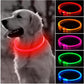 Glowing Dog Collar - karuna